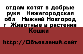 отдам котят в добрые руки - Нижегородская обл., Нижний Новгород г. Животные и растения » Кошки   